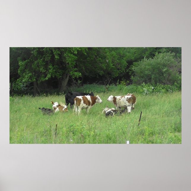 Midwest Cows Grazing in the Fields Poster (Front)