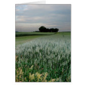 Midwest Farmland Wheat Field (Front)