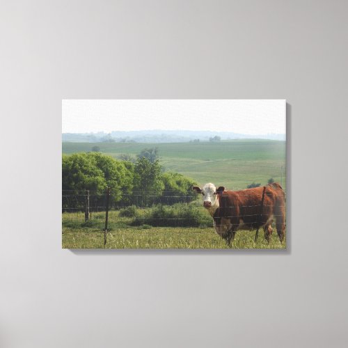 Midwest Photography  Beautiful Cow and Scenery Canvas Print