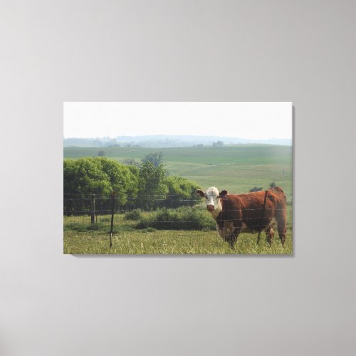 Midwest Photography  Beautiful Cow and Scenery Canvas Print