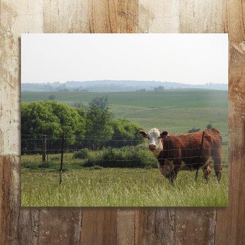 Midwest Photography  Beautiful Cow and Scenery Metal Print