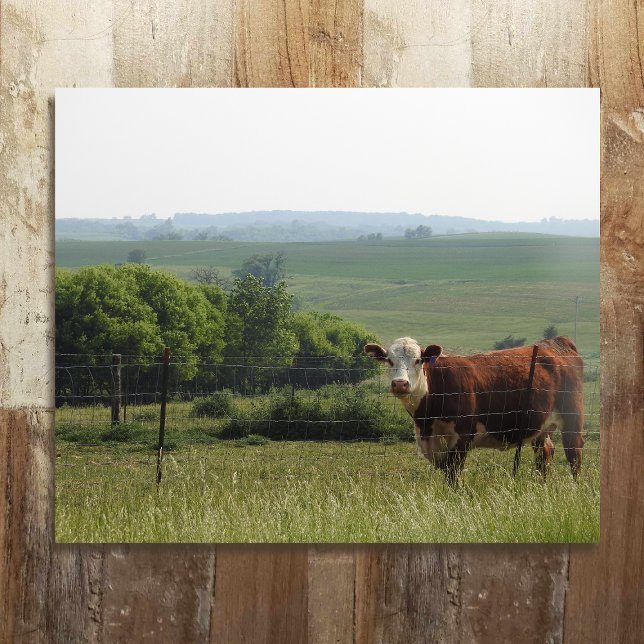 Midwest Photography | Beautiful Cow and Scenery Metal Print (Creator Uploaded)