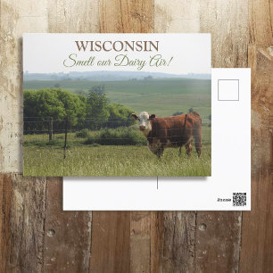 Midwest Photography Beautiful Cow and Scenery Postcard