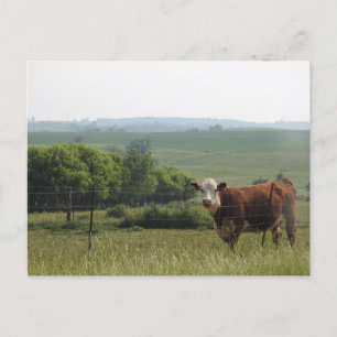 Midwest Photography Beautiful Cow and Scenery Postcard