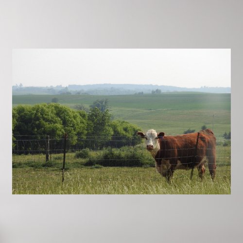 Midwest Photography  Beautiful Cow and Scenery Poster