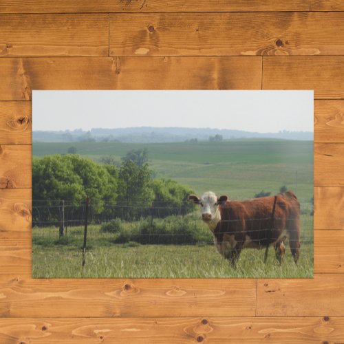 Midwest Photography  Beautiful Cow and Scenery Poster