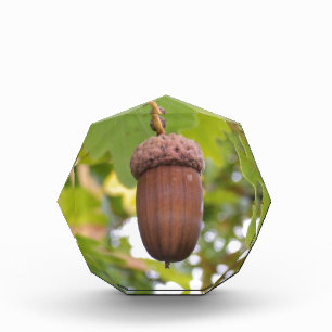 Mighty Acorn in an Oak Tree Acrylic Award