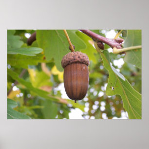 Mighty Acorn in an Oak Tree Poster