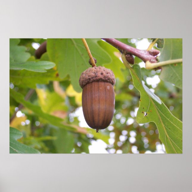 Mighty Acorn in an Oak Tree Poster (Front)