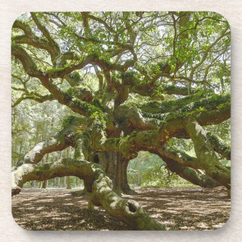 Mighty Angel Oak Coaster