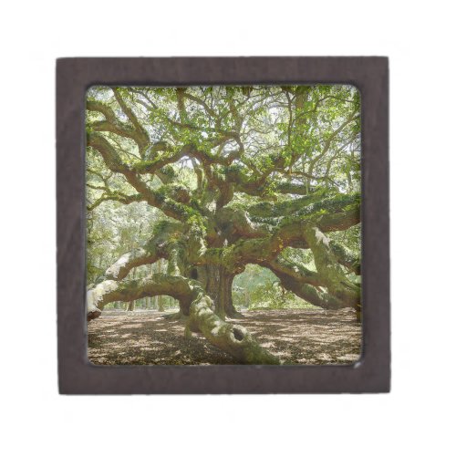 Mighty Angel Oak Jewelry Box