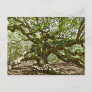 Mighty Angel Oak Postcard