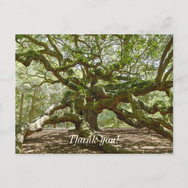 Mighty Angel Oak Postcard (Front)