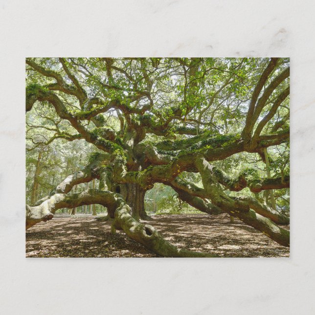 Mighty Angel Oak Postcard (Front)
