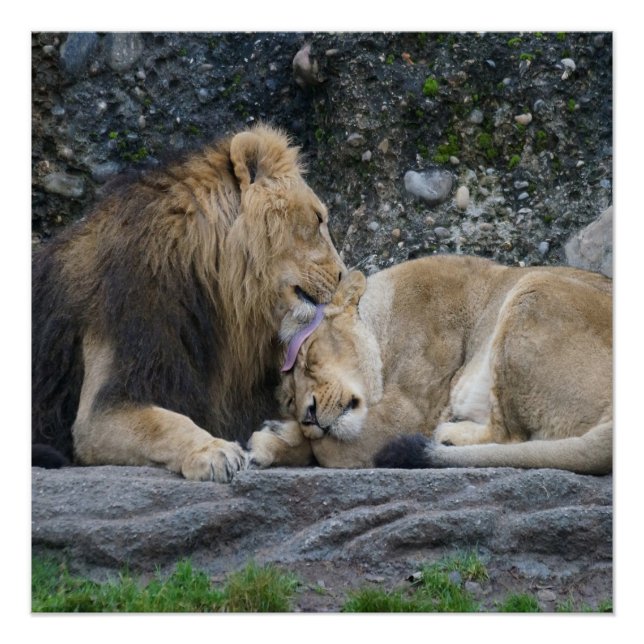 Mighty Lion Love Poster (Front)