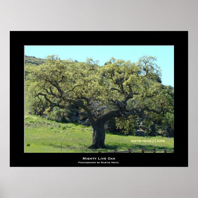 "Mighty Live Oak" Poster (Front)