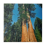 Mighty Redwood Ceramic Tile<br><div class="desc">A mighty redwood as found in Sequoia National Park, California</div>
