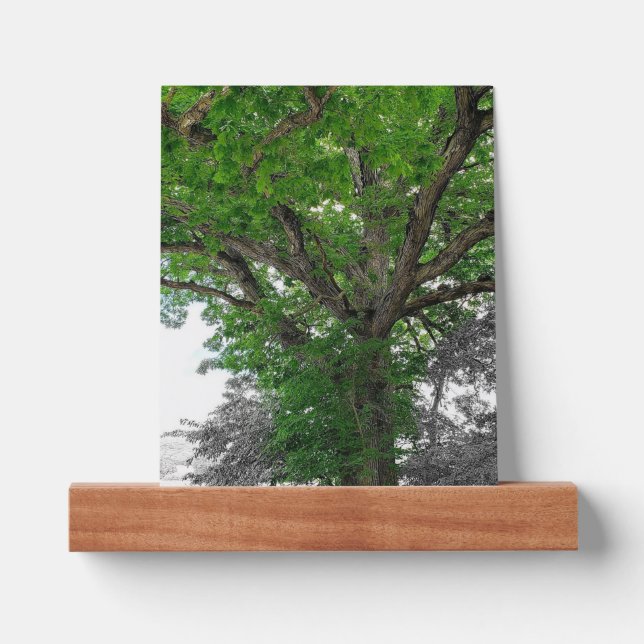 Mighty Tree Picture Ledge (Front)