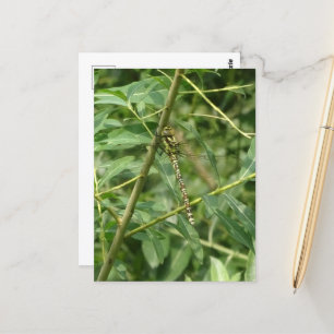 Migrant Hawker Dragonfly, Holding on DIY Postcard