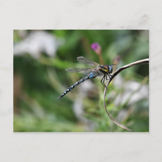Migrant Hawker Dragonfly Postcard