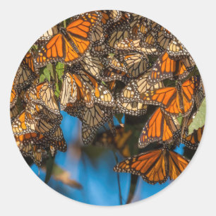Migrating monarch butterflies cling to leaves classic round sticker