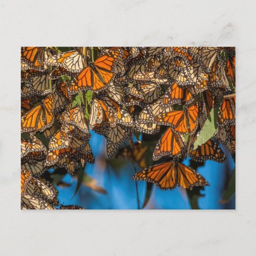Migrating monarch butterflies cling to leaves postcard