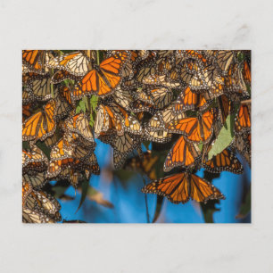 Migrating monarch butterflies cling to leaves postcard