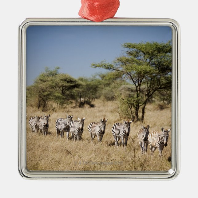 Migrating zebra, Tanzania Metal Ornament (Front)