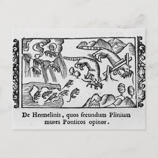 Migration of lemmings postcard (Front)