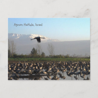 Migratory Birds in Israel Postcard