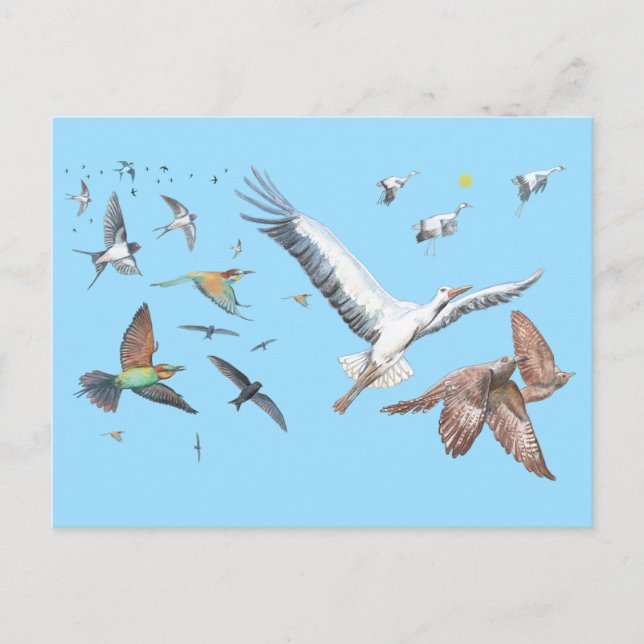 Migratory birds tracing their flights Illustration Postcard (Front)