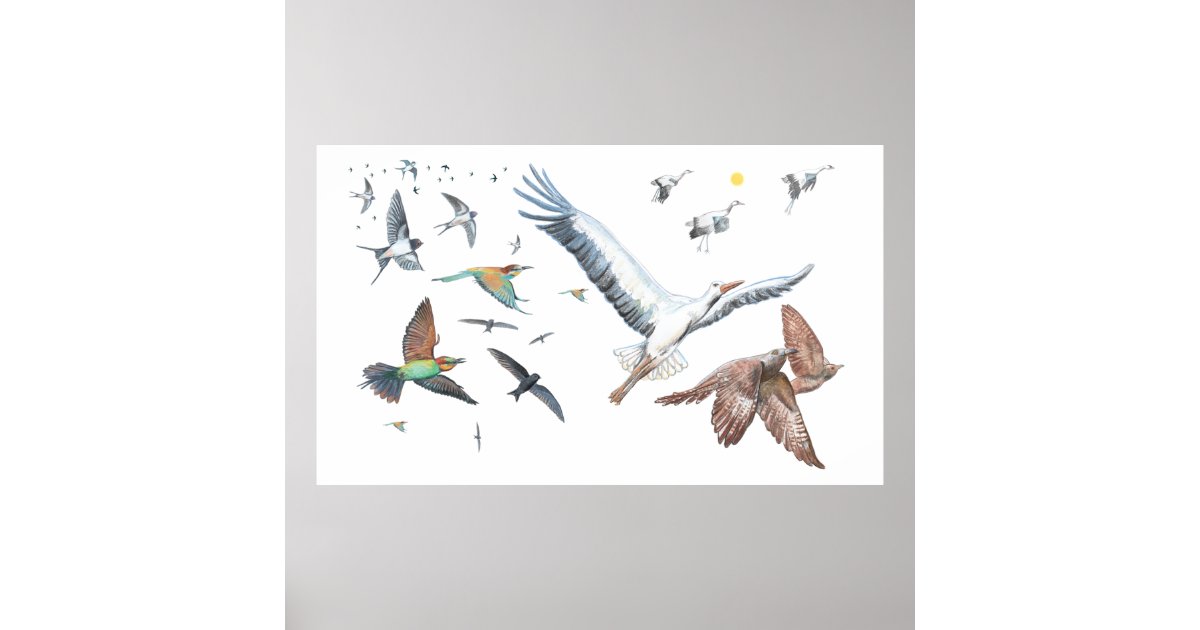 Migratory birds tracing their flights Illustration Poster Zazzle