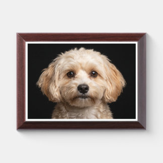 Miki dog isolated on black background award plaque