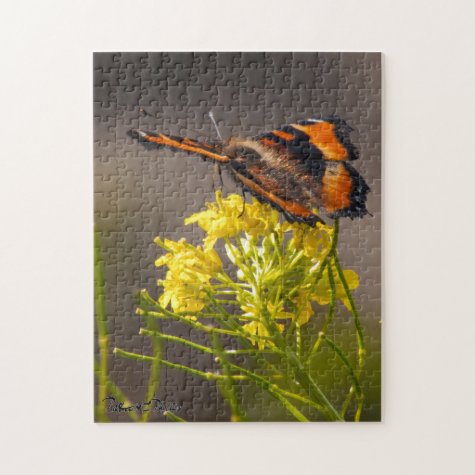 Milbert's Tortoiseshell Butterfly Close Up