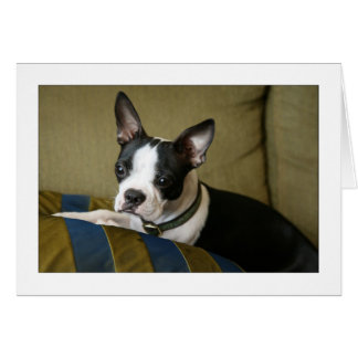 Miley the Boston Terrier Puppy Cards