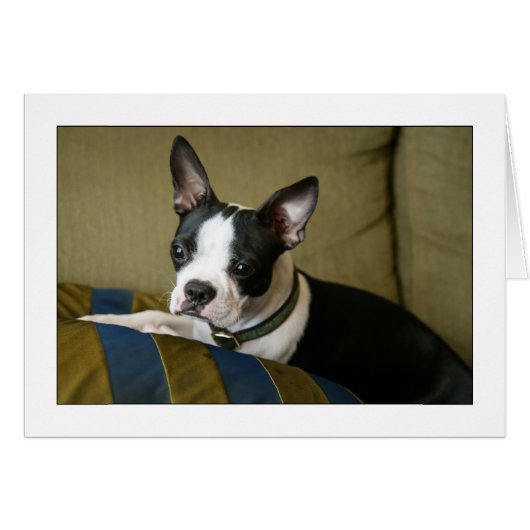 Miley the Boston Terrier Puppy Cards (Front Horizontal)