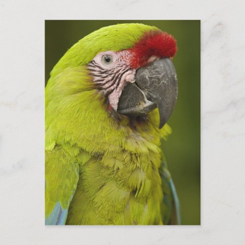 Military macaw Ara militaris CAPTIVE Amazon 2 Postcard