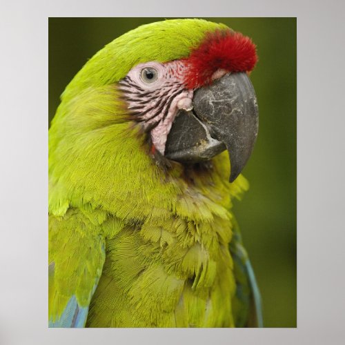 Military macaw Ara militaris CAPTIVE Amazon 2 Poster