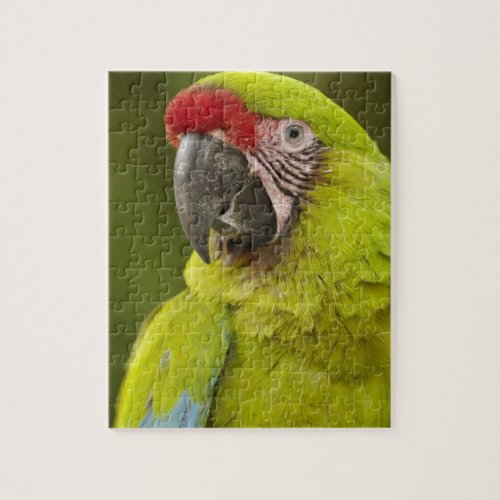 Military macaw Ara militaris CAPTIVE Amazon Jigsaw Puzzle