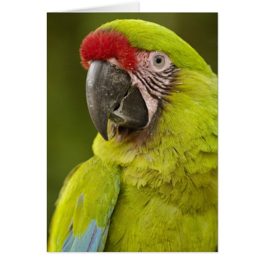 Military Macaw Cards (Front)