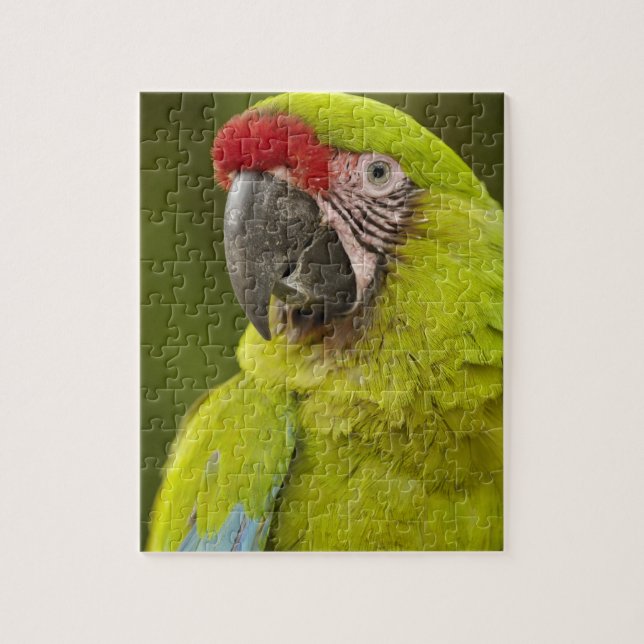 Military Macaw Jigsaw Puzzle (Vertical)