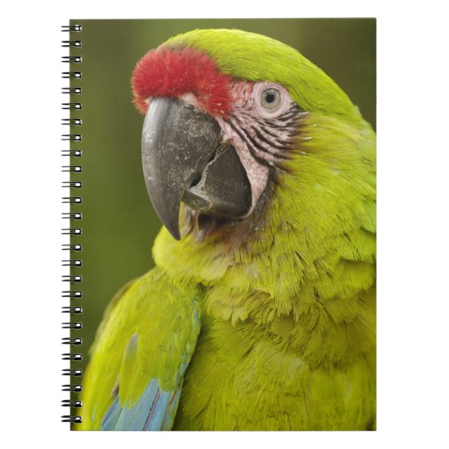 Military Macaw Notebook (Front)