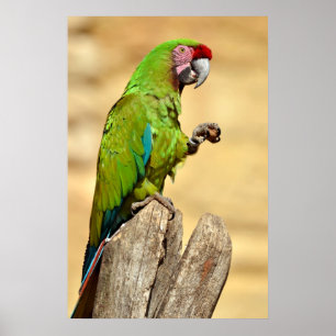 Military macaw perched poster