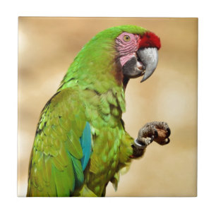 Military macaw perched tile