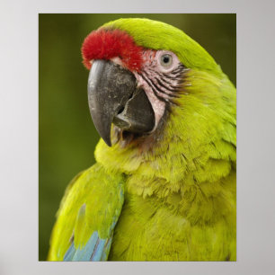 Military Macaw Poster