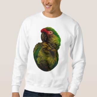 Military Macaw