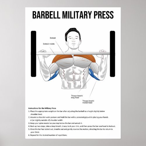 Military Press _ Exercise _ Muscle Anatomy Chart