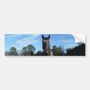 Milk Chocolate Brown Horse in Blue Bumper Sticker