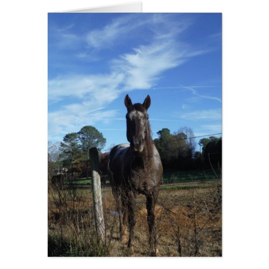 Milk Chocolate Brown Horse in Blue Cards (Front)