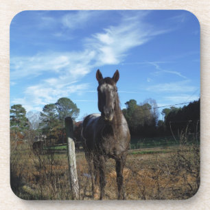 Milk Chocolate Brown Horse in Blue Coaster
